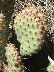 Opuntia basilaris
