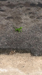 Iguana iguana