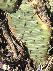 Opuntia basilaris