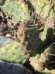 Opuntia basilaris