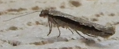Ypsolopha flavistrigella