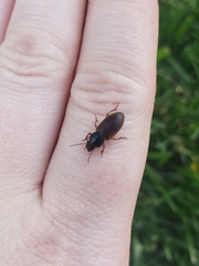 Anisodactylus sanctaecrucis