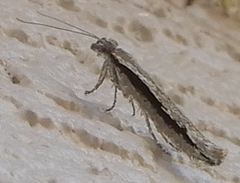 Ypsolopha flavistrigella