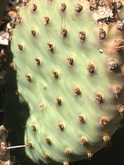 Opuntia basilaris
