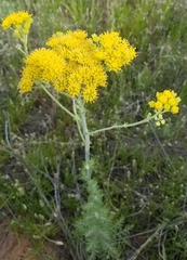 Hymenopappus flavescens