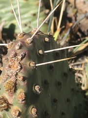 Opuntia basilaris