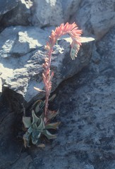Echeveria strictiflora