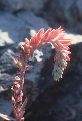 Echeveria strictiflora