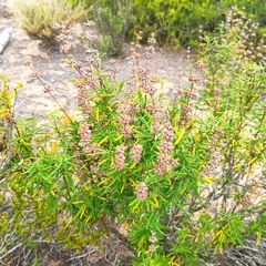 Salvia brandegeei