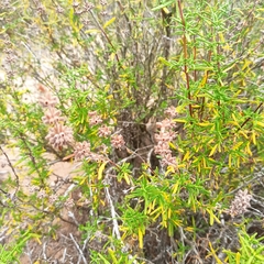 Salvia brandegeei