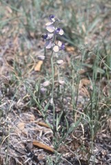 Hebecarpa barbeyana
