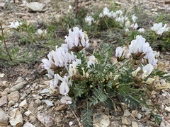 Oxytropis caespitosa