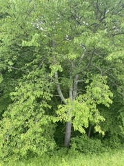 Carpinus betulus