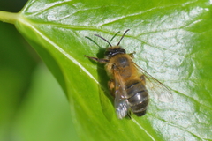 Andrena nigroaenea
