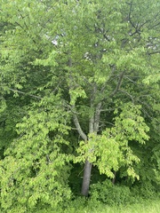 Carpinus betulus