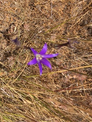 Brodiaea coronaria