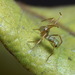 Green Tree Ant-mimic Spider - Photo (c) Robert Whyte, some rights reserved (CC BY-NC-ND)