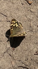 Pararge aegeria