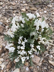Oxytropis caespitosa
