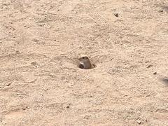 Xerospermophilus tereticaudus