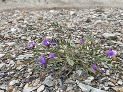 Gueldenstaedtia verna