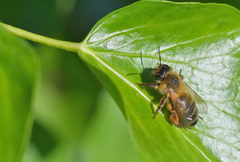 Andrena nigroaenea