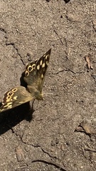 Pararge aegeria