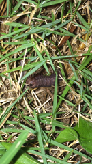 Lepidoptera