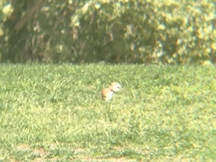 Xerospermophilus tereticaudus