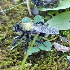 Laphria divisor
