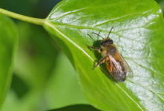 Andrena nigroaenea