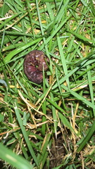 Lepidoptera