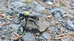 Laphria divisor