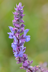Salvia deserta
