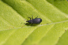 Magdalis ruficornis