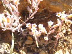 Sedum mucizonia