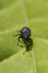 Magdalis ruficornis