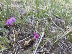 Oxytropis leptophylla