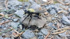 Laphria divisor