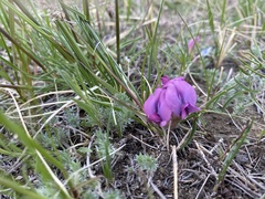 Oxytropis leptophylla