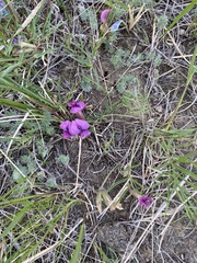 Oxytropis leptophylla