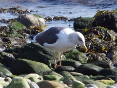 Larus fuscus graellsii