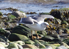 Larus fuscus graellsii