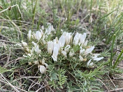 Oxytropis leptophylla