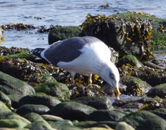 Larus fuscus graellsii