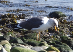 Larus fuscus graellsii