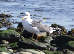 Larus fuscus graellsii