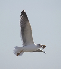Larus fuscus graellsii