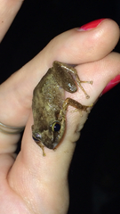 Eleutherodactylus coqui