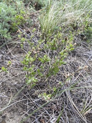 Caragana microphylla
